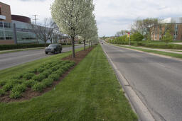 State Street trees- beautification project.