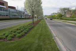 State Street trees- beautification project.